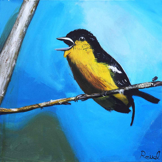 Daddy's Photograph of the Iora Bird