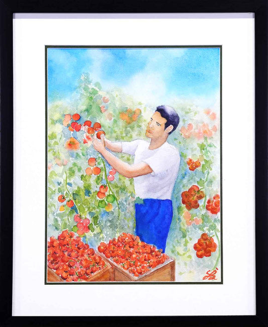 Tomato Harvest